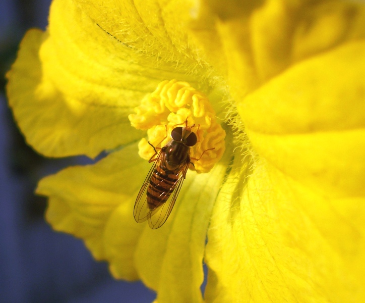 Episyrphus balteatus (Syrphidae).